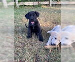 Small #3 Labrador Retriever Mix