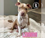 Small #8 Staffordshire Bull Terrier Mix