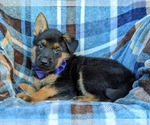 Small Photo #4 German Shepherd Dog Puppy For Sale in ELKTON, MD, USA