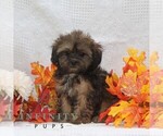 Small #1 ShihPoo