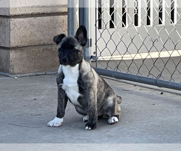 Medium Photo #8 Siberian Husky-Unknown Mix Puppy For Sale in La Verne, CA, USA