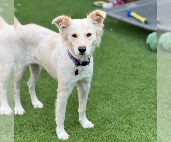 Medium Photo #2 Collie-Retriever  Mix Puppy For Sale in San Diego, CA, USA