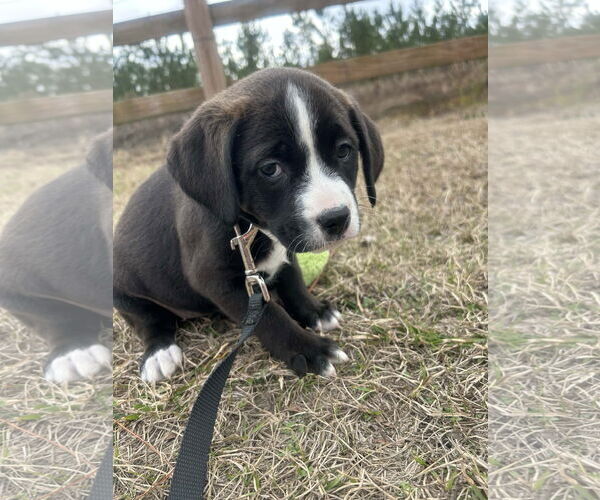 Medium Photo #3 Mutt Puppy For Sale in Tarrytown, GA, USA