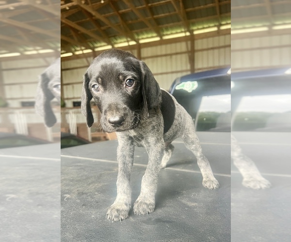 Medium Photo #1 German Shorthaired Pointer Puppy For Sale in WARSAW, NC, USA
