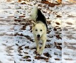Small #1 Siberian Husky