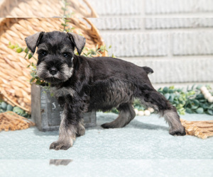 Medium Schnauzer (Miniature)