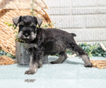 Puppy Glenda Schnauzer (Miniature)