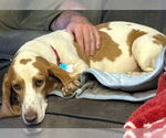 Small #3 Basset Hound