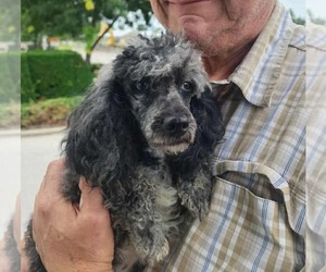 Poodle (Miniature) Dogs for adoption in Foristell, MO, USA