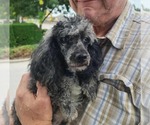 Small Poodle (Miniature)