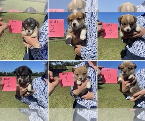 Pembroke Welsh Corgi Puppy for sale in TRENTON, FL, USA
