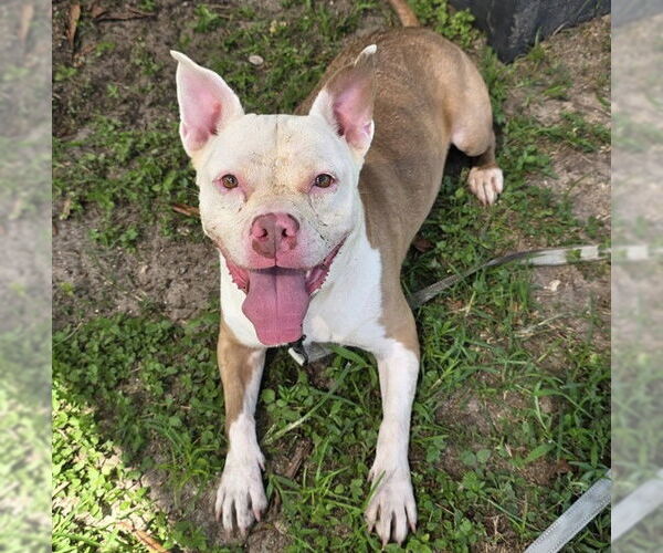 Medium Photo #4 Staffordshire Bull Terrier Puppy For Sale in Ocala, FL, USA