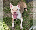 Small #3 Staffordshire Bull Terrier