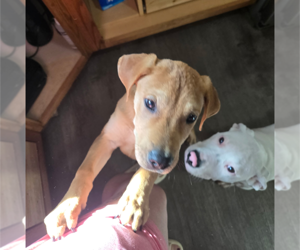 Medium Photo #3 Labrador Retriever Puppy For Sale in Holly Springs, NC, USA