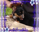 Small Photo #41 Pembroke Welsh Corgi-Scottish Terrier Mix Puppy For Sale in GREELEY, CO, USA