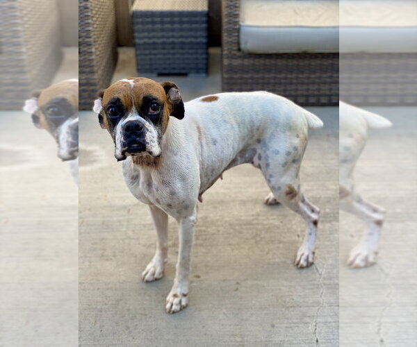 Medium Photo #2 Boxer Puppy For Sale in Austin, TX, USA