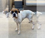 Small #1 Boxer