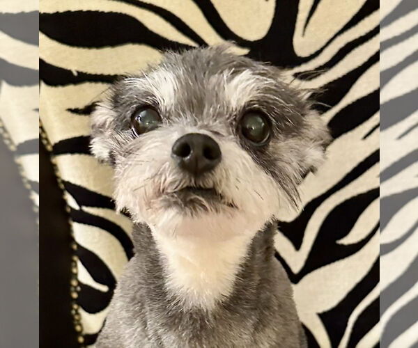 Medium Photo #6 Mutt Puppy For Sale in Allentown,, PA, USA