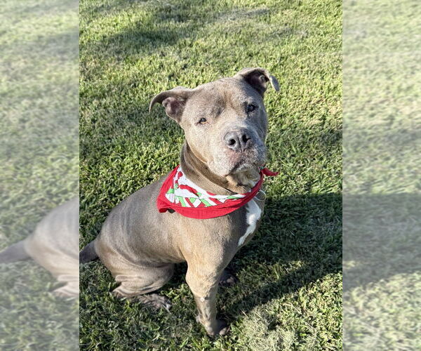 Medium Photo #2 Mutt Puppy For Sale in San Leon, TX, USA