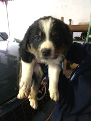 Bordernese Puppy for sale in SUNMAN, IN, USA