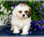 Small #17 Shih Tzu