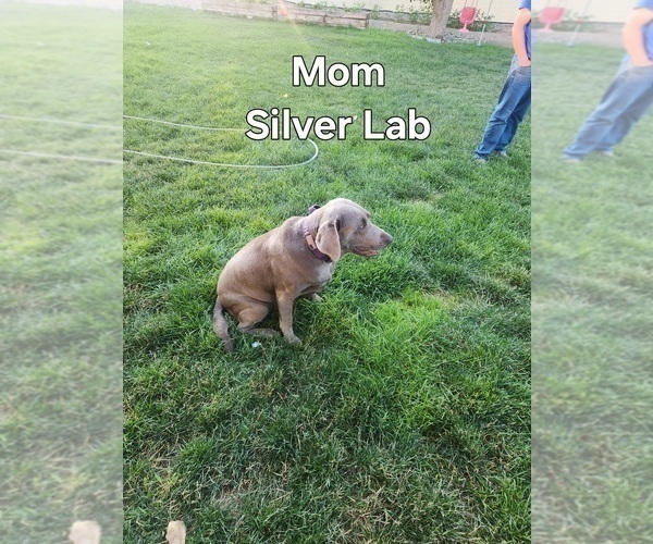 Medium Photo #1 Labradoodle Puppy For Sale in MONTROSE, CO, USA