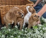 Small #5 Cavalier King Charles Spaniel