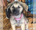 Small #3 Mutt