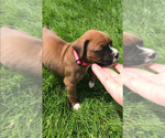 Small #3 Boxer