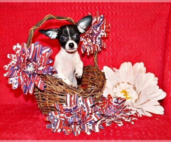 Medium Photo #1 Chihuahua Puppy For Sale in CHARLESTON, AR, USA