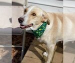 Small Photo #2 Labrador Retriever-Unknown Mix Puppy For Sale in Bellmawr, NJ, USA