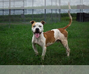 Mutt Dogs for adoption in Abbeville, LA, USA