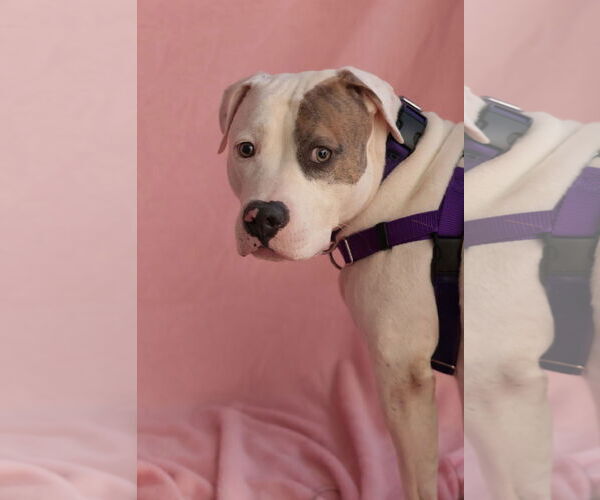 Medium Photo #28 Mutt Puppy For Sale in Philadelphia, PA, USA