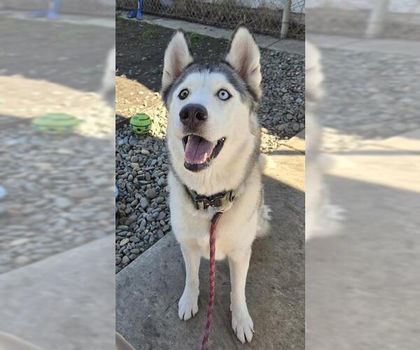 Medium Photo #1 Siberian Husky Puppy For Sale in Sacramento, CA, USA