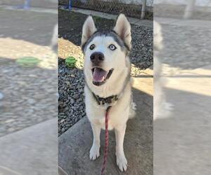 Siberian Husky Dogs for adoption in Sacramento, CA, USA