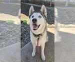 Small Siberian Husky