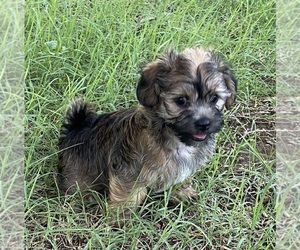 Shorkie Tzu Puppy for sale in AVONDALE, AZ, USA