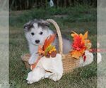Small #1 Alaskan Malamute