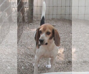 Mother of the Beagle puppies born on 06/02/2025
