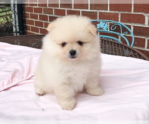 Pomeranian Puppy for sale in DAWSONVILLE, GA, USA