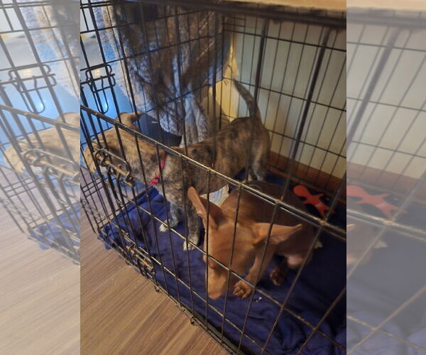 Medium Photo #2 Labrador Retriever-Unknown Mix Puppy For Sale in The Woodlands, TX, USA