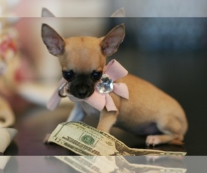 Chihuahua Puppy for sale in HOMESTEAD, FL, USA