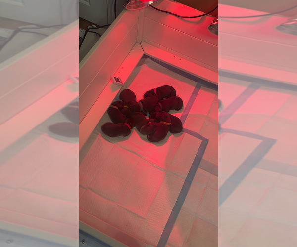 Medium Photo #10 Labrador Retriever Puppy For Sale in INDIANAPOLIS, IN, USA