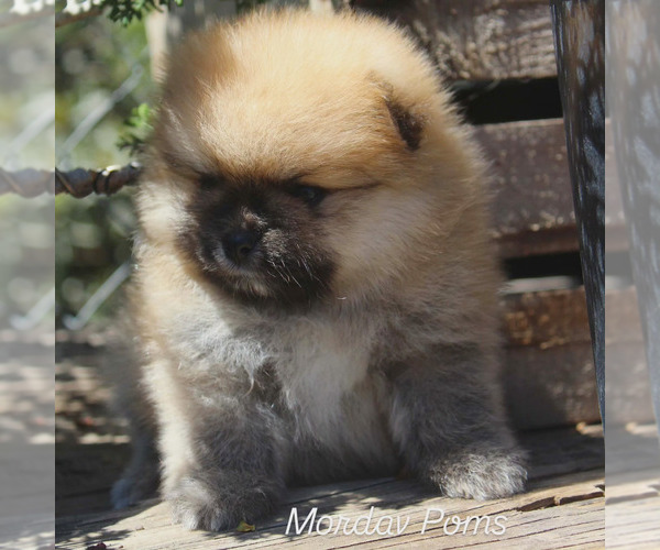 Medium Photo #1 Pomeranian Puppy For Sale in LOS ANGELES, CA, USA