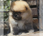 Small Pomeranian