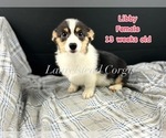 Puppy Liberty Pembroke Welsh Corgi