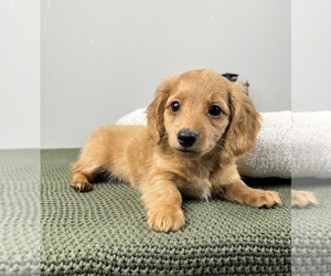 Dachshund Puppy for sale in FRANKLIN, IN, USA