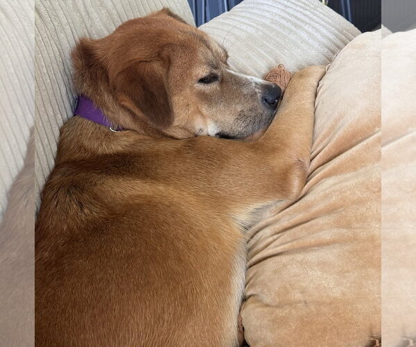 Medium Photo #7 Mutt Puppy For Sale in Fargo, ND, USA