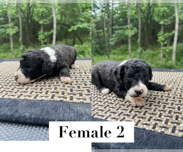 Medium Photo #1 Sheepadoodle Puppy For Sale in NIANGUA, MO, USA