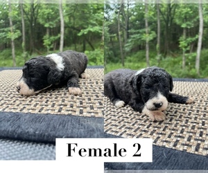 Sheepadoodle Puppy for sale in NIANGUA, MO, USA